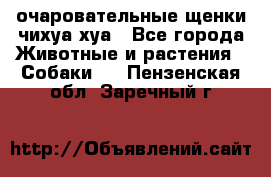 очаровательные щенки чихуа-хуа - Все города Животные и растения » Собаки   . Пензенская обл.,Заречный г.